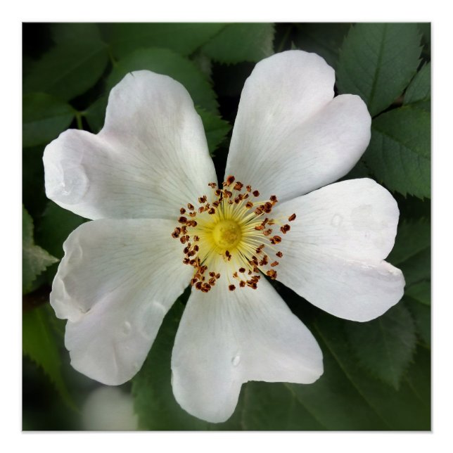 Póster flor blanca brillante (Anverso)