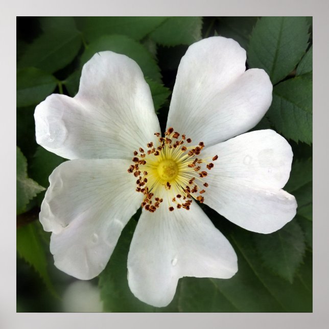 Póster flor blanca brillante (Frente)