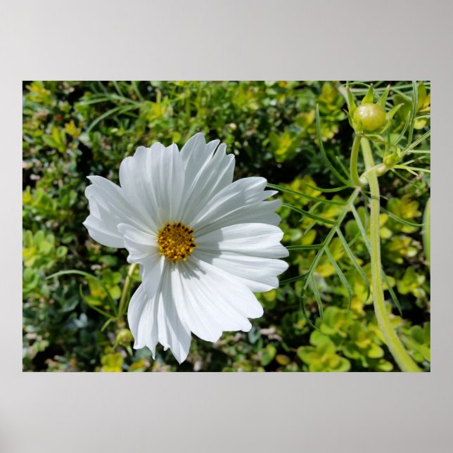 Póster flor blanca brillante (Frente)