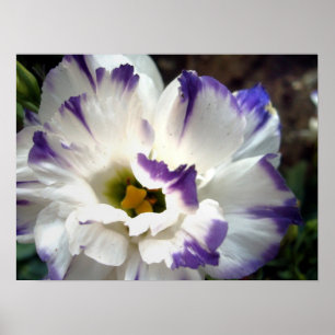 Póster Flor blanca con poster de guarnecido púrpura