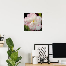 Póster Flor Blanca de Begonia Tuberosa