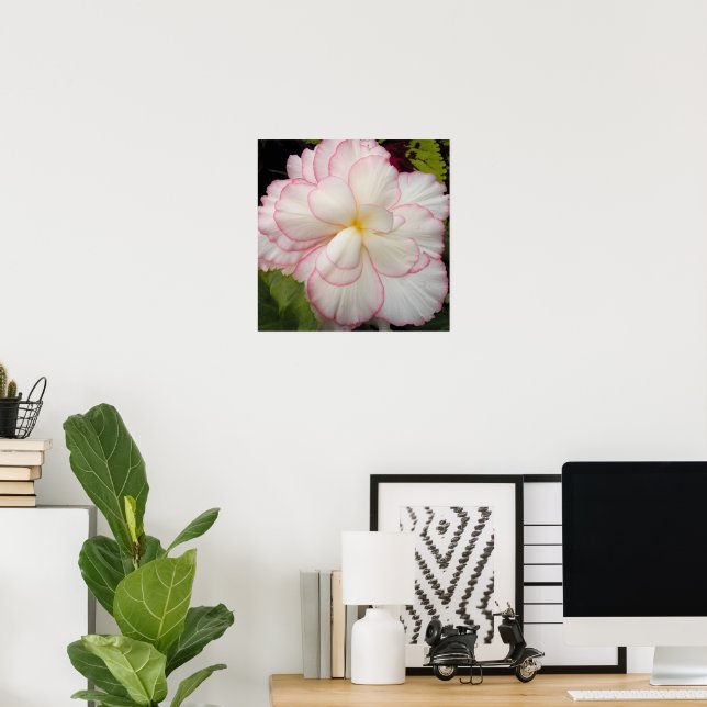 Póster Flor Blanca de Begonia Tuberosa (Oficina en casa)