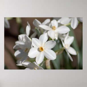 Póster Flor blanca de papel de Ziva