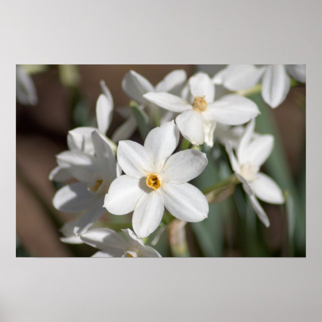 Póster Flor blanca de papel de Ziva (Frente)
