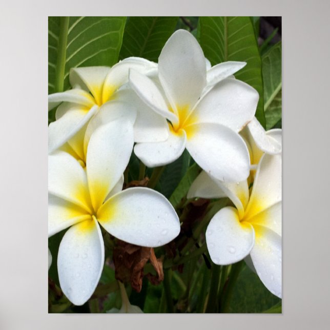 Póster Flor blanca de plumas (Frente)