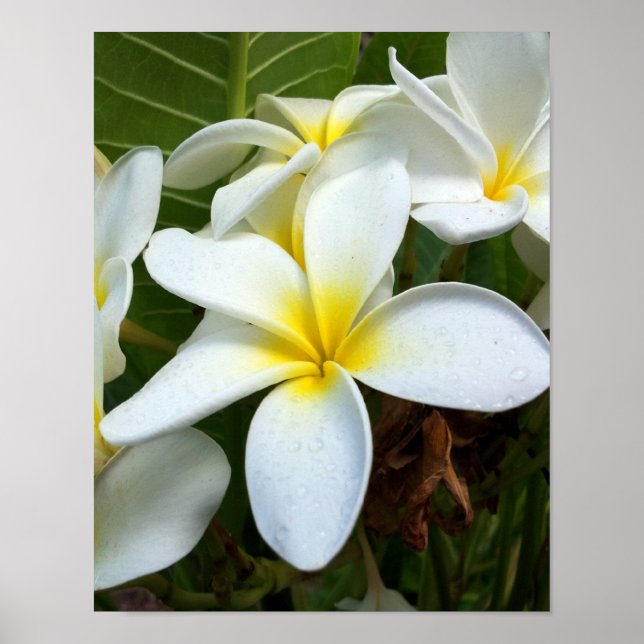 Póster Flor blanca de plumas (Frente)