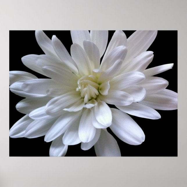Póster Flor blanca margarita blanca mamá blanca flor blan (Frente)
