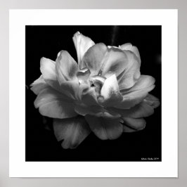 Póster Flor blanca sobre fondo negro
