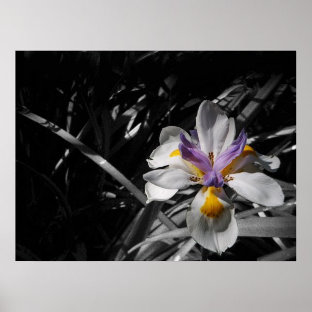 Póster Flor - Blanco amarillo morado (Frente)
