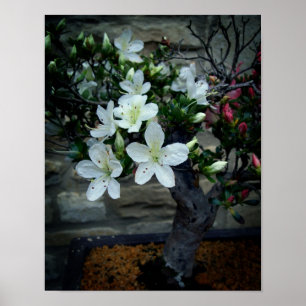 Póster Flor Bonsai