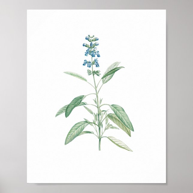 Póster Flor botánica de sabio ventilado (Frente)