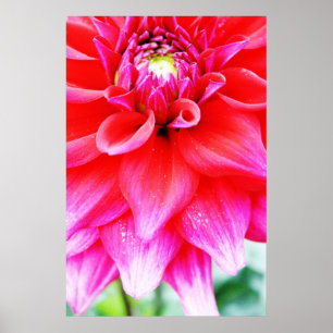 Póster Flor brillante