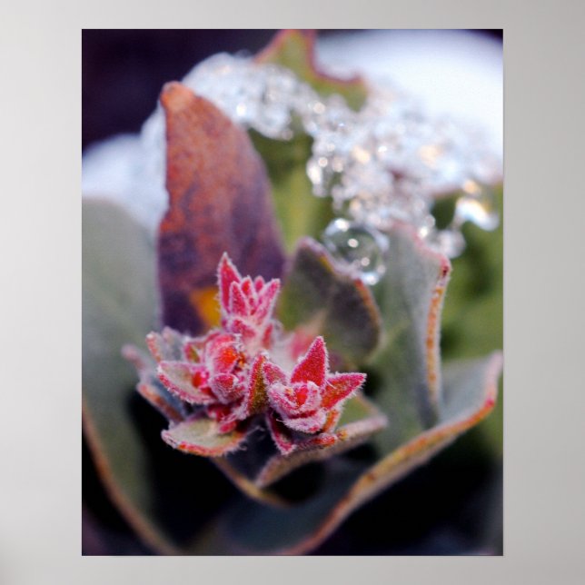 Póster Flor Bud (Frente)