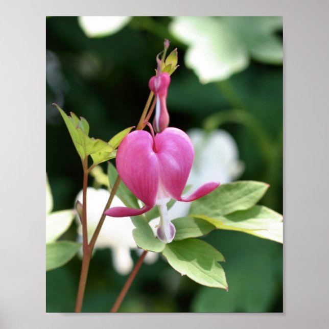 Póster Flor cardíaca sangrante rosa única (Frente)