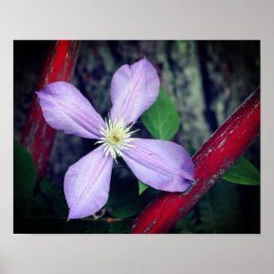 Póster Flor Clematis De Lavanda Única