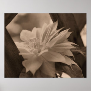 Póster Flor Clematis Enclavada En Trellis En Sepia