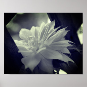 Póster Flor Clematis Nestriada Negro Y Blanco