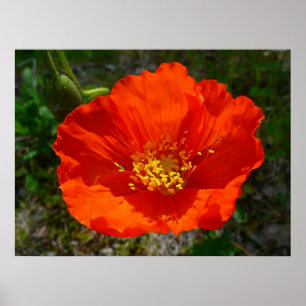 Póster Flor colorida de adormidera roja de Alaska
