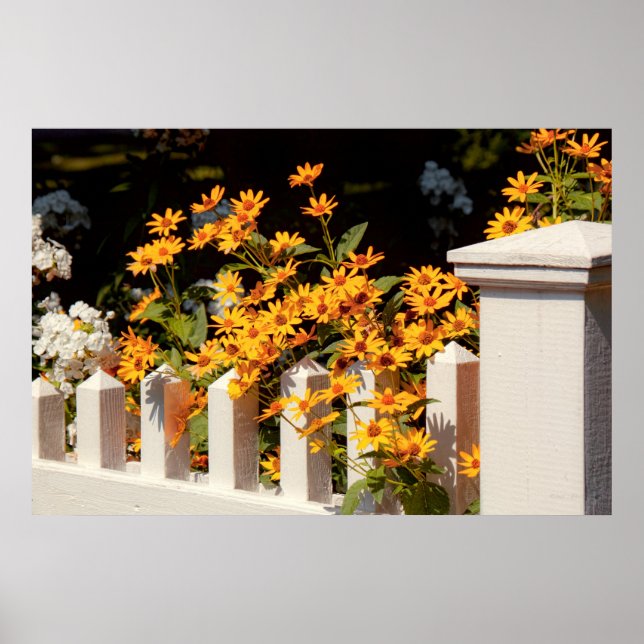 Póster Flor - Coreopsis - La calidez del verano (Frente)