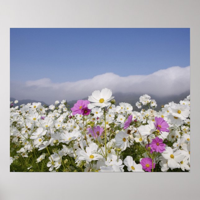 Póster Flor Cosmos (Frente)