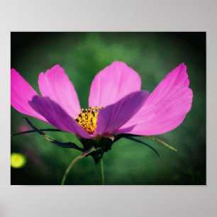 Póster Flor Cosmos Rosa Única En Bloom