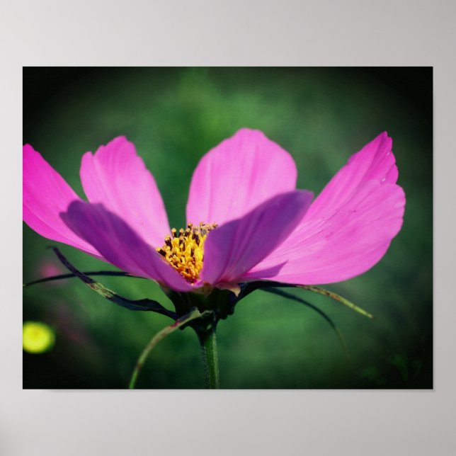 Póster Flor Cosmos Rosa Única En Bloom (Frente)
