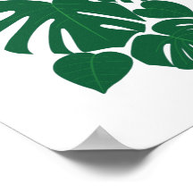 Flor cúpula Hojas de Monstera