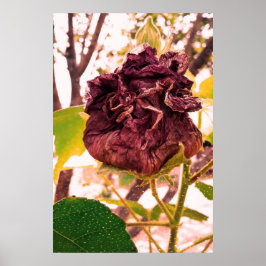 Póster Flor da morte