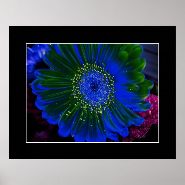 Póster Flor Dahlia Blue Resumen (Frente)