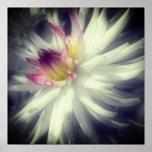 Póster Flor Dahlia Color Particular Blanco Y Negro