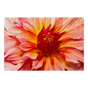 Póster Flor - Dahlia - El aliento de la naturaleza