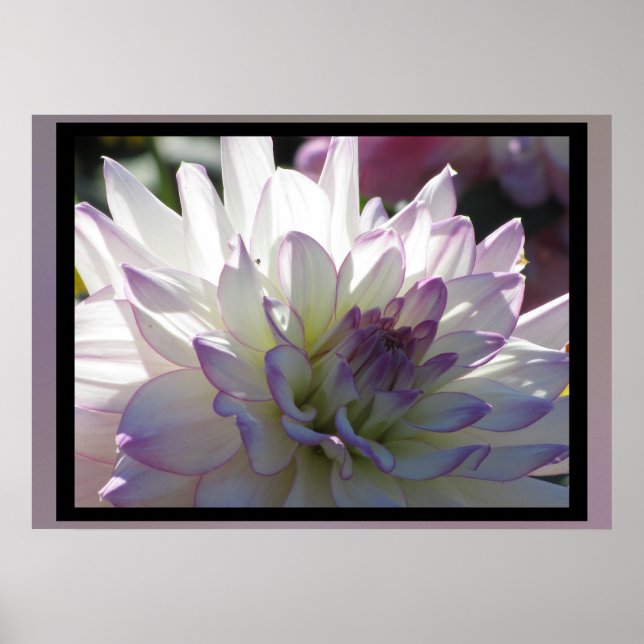 Póster Flor Dahlia morada-blanca (Frente)