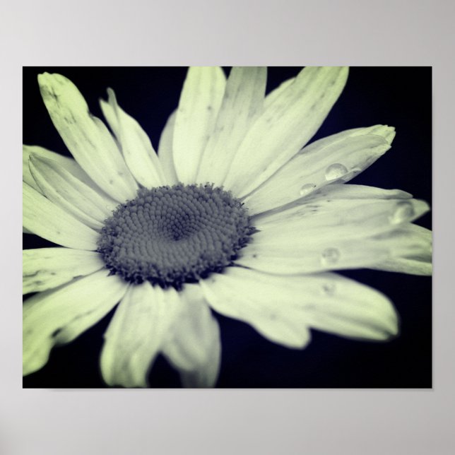 Póster Flor Daisy Negro Y Blanco (Frente)