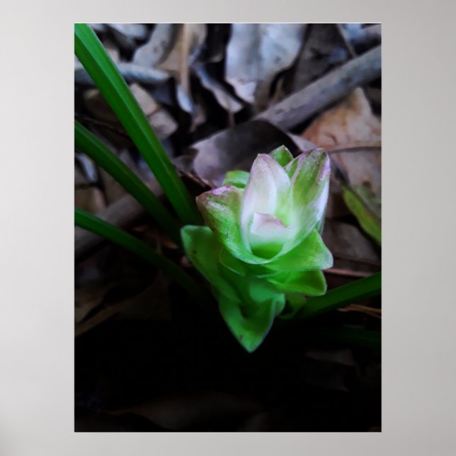Póster flor de açafrão da terra (Frente)