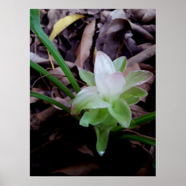 Póster flor de açafrão da-terra