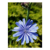 Flor de achicoria
