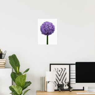 Póster Flor de Allium púrpura en flor sobre fondo blanco