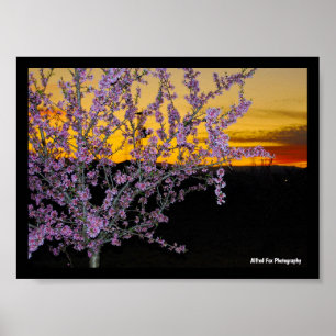 Póster Flor de Almendro Rosa en Cielo Amarillo