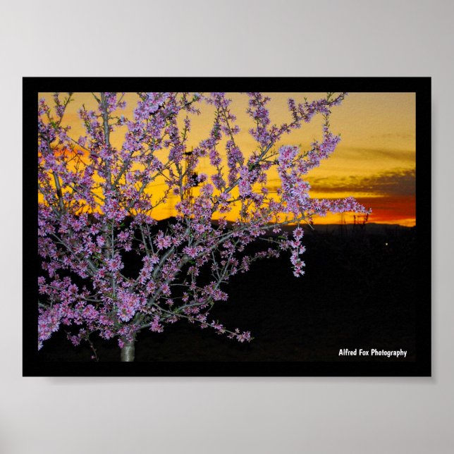Póster Flor de Almendro Rosa en Cielo Amarillo (Frente)