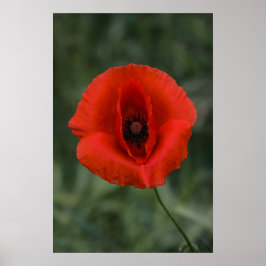 Póster Flor de Amapola Fotografía de la Naturaleza