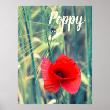 Flor de amapola para jardineros y regalo de amante