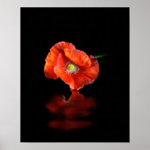 Póster Flor de amapola roja