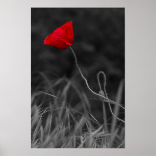 Póster Flor de amapola roja en cartel