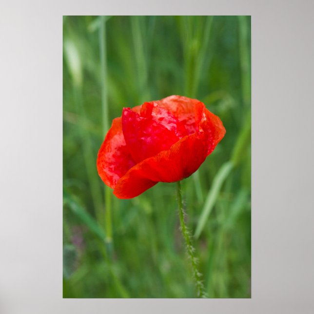 Póster Flor de amapola roja salvaje (Frente)