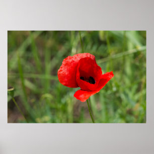 Póster Flor de amapola roja salvaje