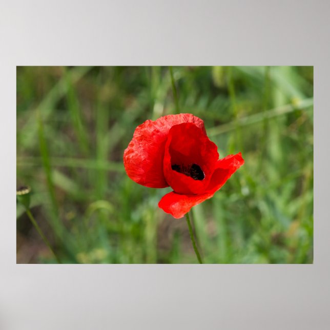 Póster Flor de amapola roja salvaje (Frente)