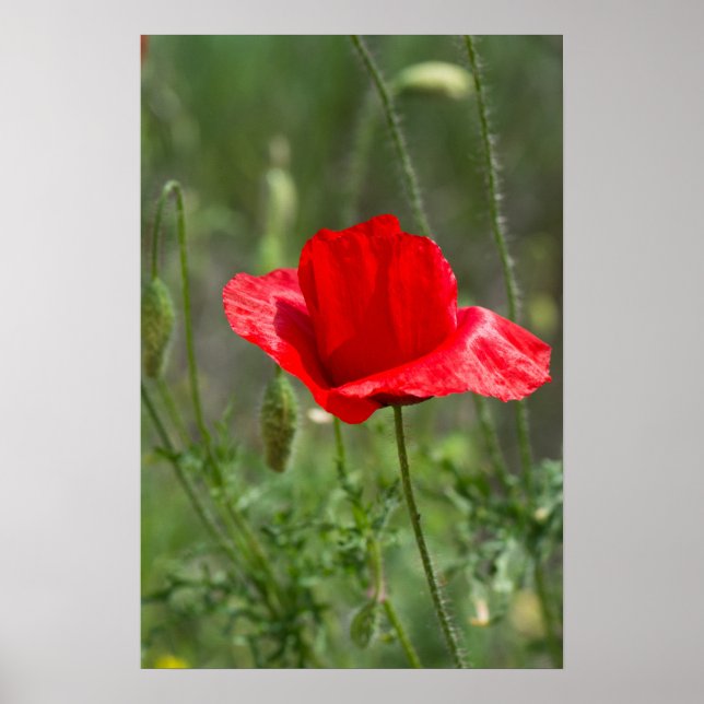 Póster Flor de amapola roja salvaje (Frente)