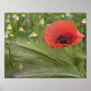 Póster Flor de amapola roja, Toscana, Italia