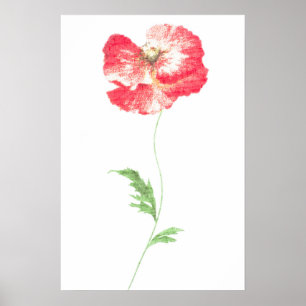 Póster Flor de amapola silvestre