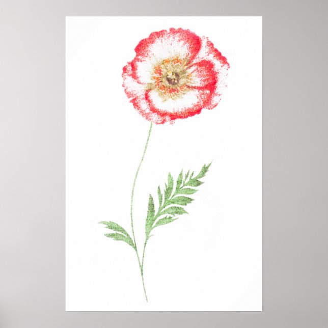 Póster Flor de amapola silvestre (Frente)